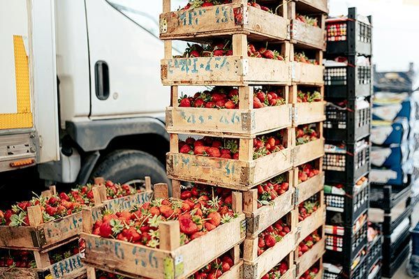 Harvest crates stacked for loading at a produce operation